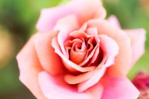 ピンクのバラの花